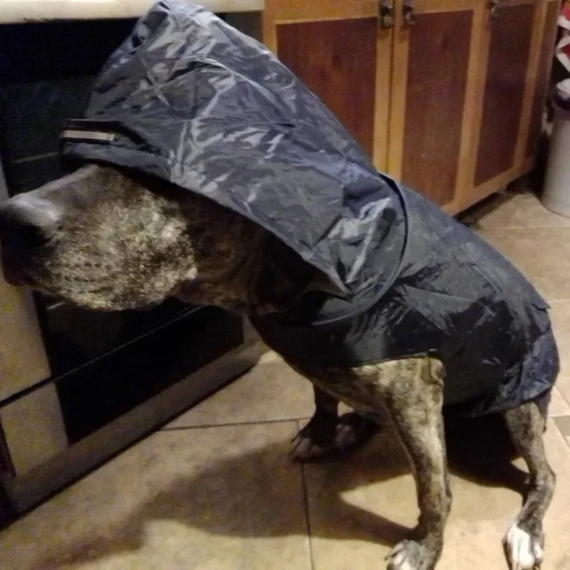 Suministros para mascotas: impermeable